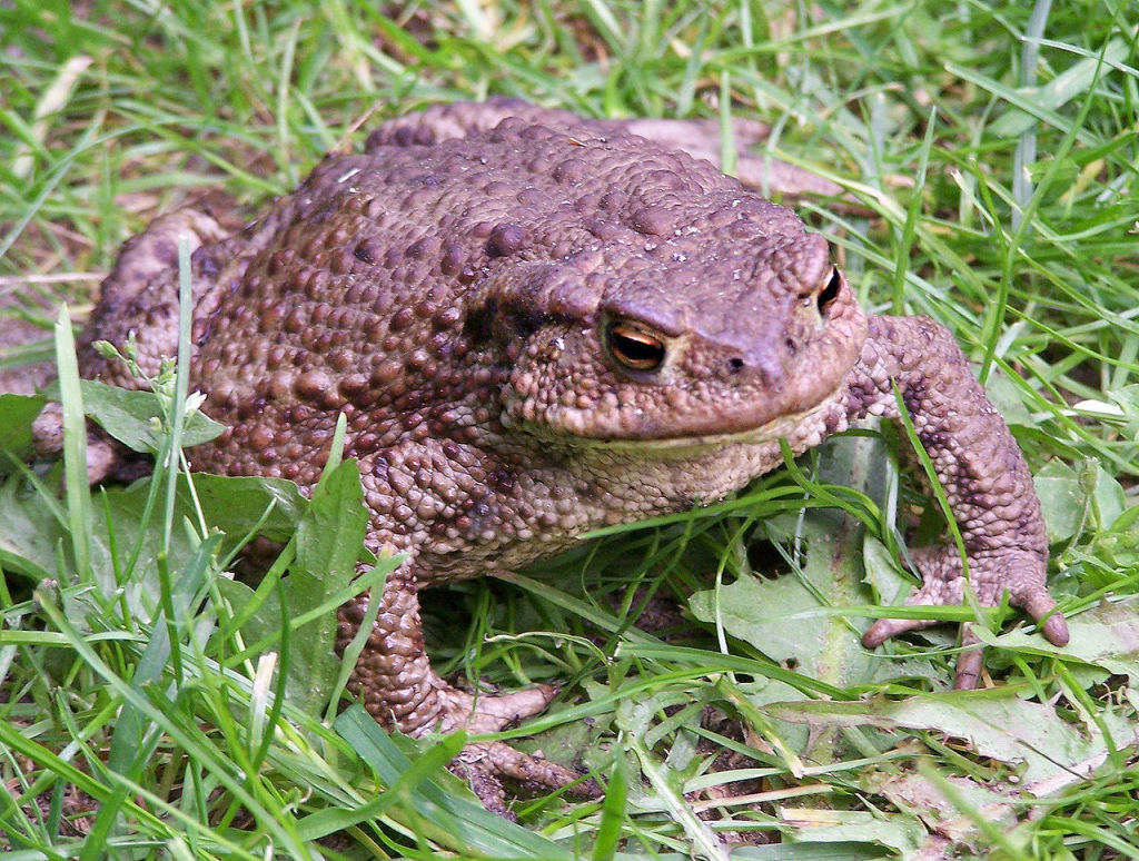 crapaud
